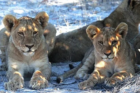 埃托沙國家公園