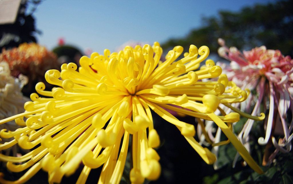 2018年中山小欖金秋國際菊展盛會