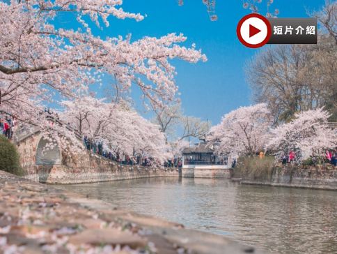 🌸江南(上海、蘇州、無錫、杭州)春之饗宴賞花6天團  世界級賞櫻勝地~黿頭渚、留園(賞迎春花、紫藤花)、白塔公園(賞杏花、櫻花)、西湖(賞桃花、櫻花、海棠花)、新市古鎮(換裝漢服、圍爐下午茶)