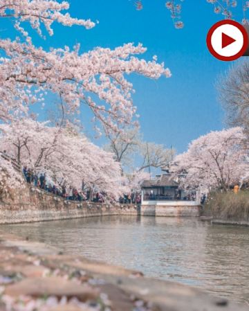 🌸江南(上海、蘇州、無錫、杭州)春之饗宴賞花6天團  世界級賞櫻勝地~黿頭渚、留園(賞迎春花、紫藤花)、白塔公園(賞杏花、櫻花)、西湖(賞桃花、櫻花、海棠花)、新市古鎮(換裝漢服、圍爐下午茶)