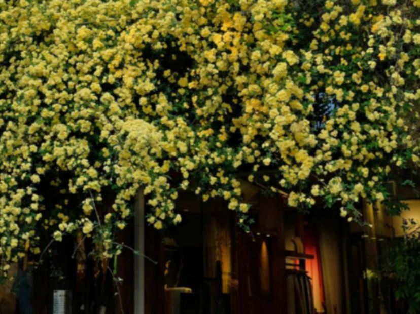 平江路歷史街區賞木香花