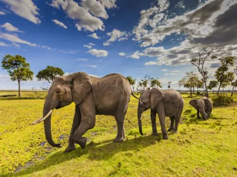 瑪沙瑪拉野生動物保護區