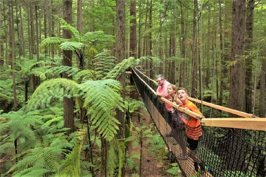 紅木樹林空中健步行