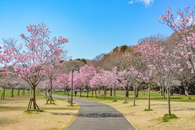 水戶市千波湖櫻花祭