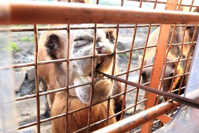 九州自然動物公園