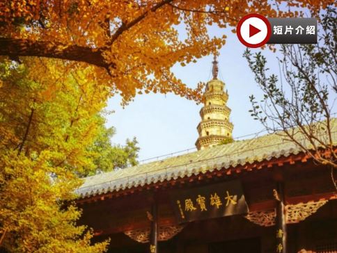 【4鑽】【國泰航空】山東(青島、泰安、濟南、濰坊)5天純玩團 青島(八大關賞銀杏🍂、啤酒博物館)、泰安(五嶽之首~泰山)、濟南(靈岩寺賞銀杏🍂)、濰坊(青州古城)