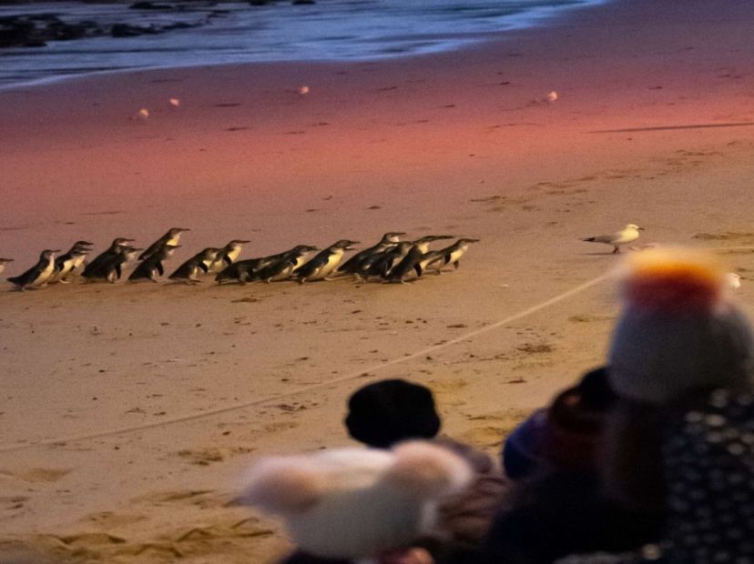 夜觀神仙企鵝回巢