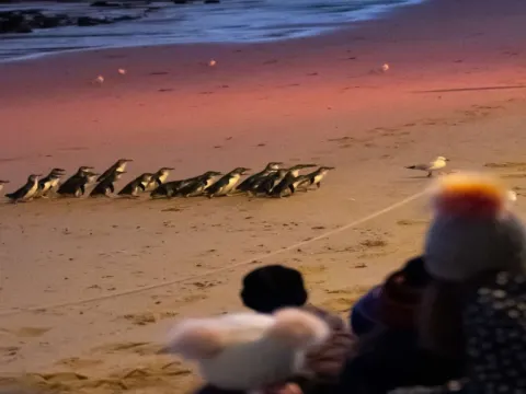 夜觀神仙企鵝回巢