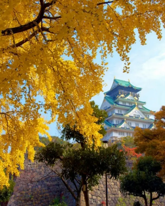 京阪神 古風秋色6天寫意之旅 「賞紅葉名所」及「海の京都」天橋立~傘松公園(包吊椅/單軌電車)、賞紅葉(嵐山風景區~渡月橋、紀三井寺)、一天自由活動