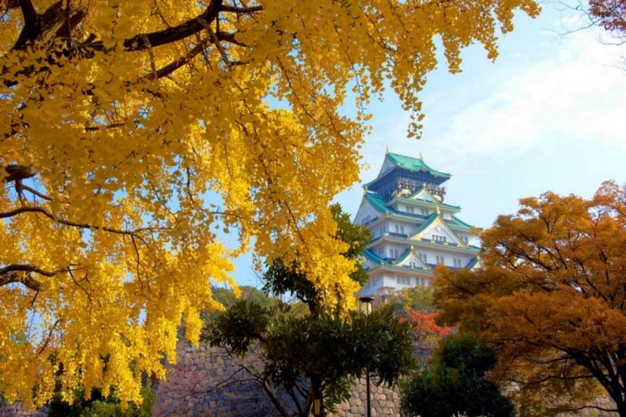 京阪神 古風秋色6天寫意之旅 「賞紅葉名所」及「海の京都」天橋立~傘松公園(包吊椅/單軌電車)、賞紅葉(嵐山風景區~渡月橋、紀三井寺)、一天自由活動