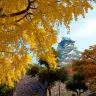 京阪神 古風秋色6天寫意之旅 「賞紅葉名所」及「海の京都」天橋立~傘松公園(包吊椅/單軌電車)、賞紅葉(嵐山風景區~渡月橋、紀三井寺)、一天自由活動