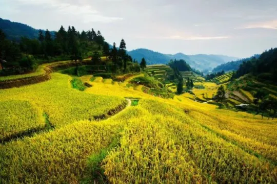 紫鵲界秦人梯田