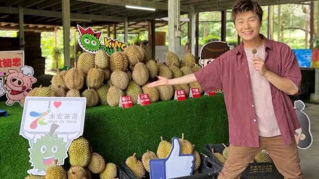 遊走榴槤山~各種名貴榴槤品種任食