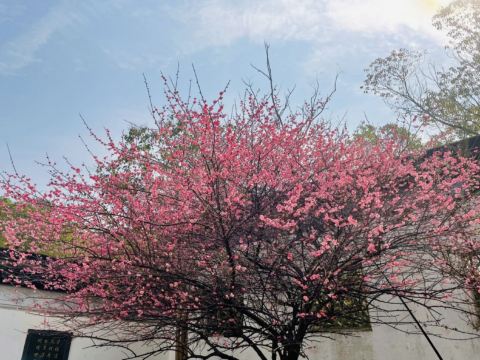 八大山人梅湖景區