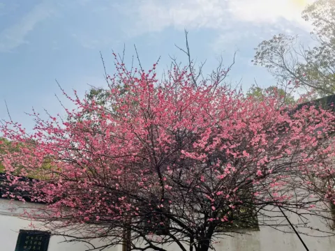 八大山人梅湖景區