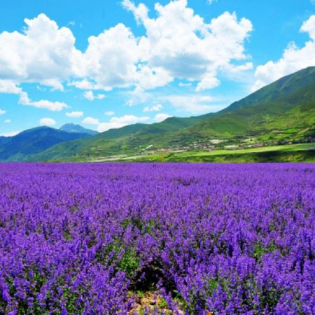 《九寨溝‧黃龍》6天高鐵團 九寨溝(童話世界)、黃龍、樂山大佛(遊船)、熊貓之鄉~臥龍國家級保護區(中華大熊貓苑)、成都【獨家保證2晚九寨溝九寨天堂洲際大飯店（尊享VIP禮遇，豪華獨立包廂晚餐）】