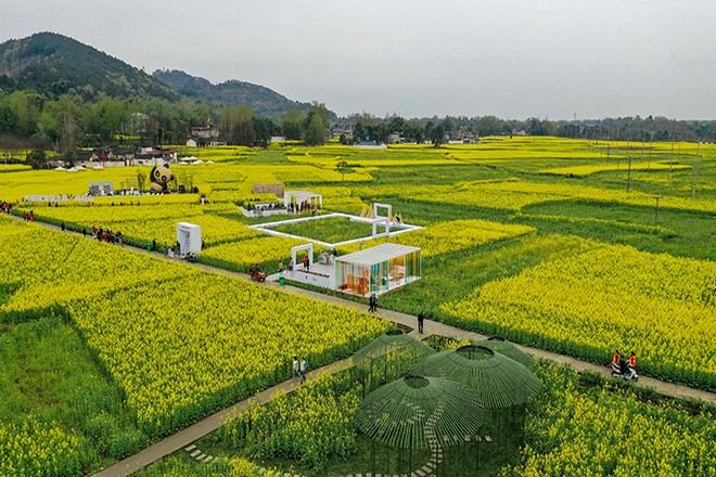 崇州油菜花觀賞園
