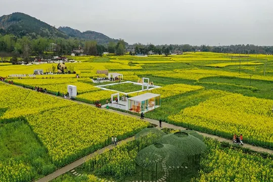 崇州油菜花觀賞園