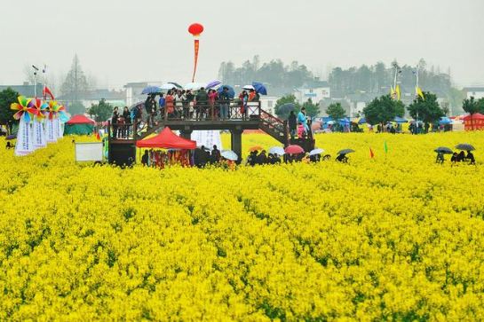 蔡甸消泗油菜花海