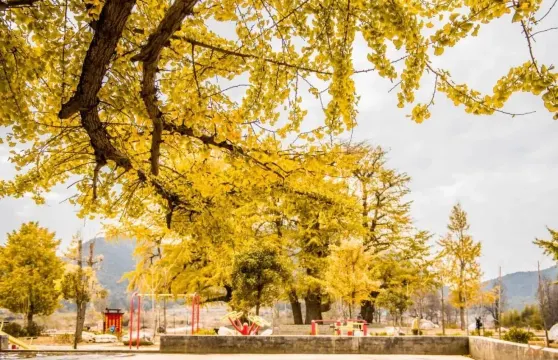 西江千年銀杏村