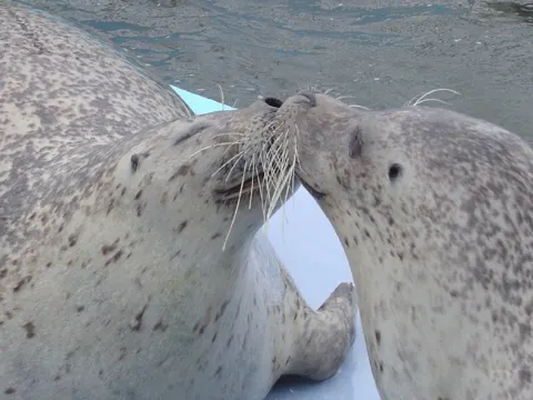 紋別海豹館