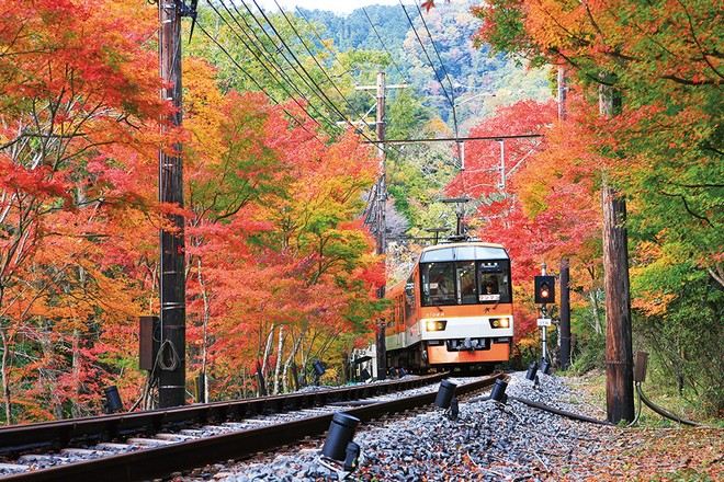 乘坐叡山紅葉列車