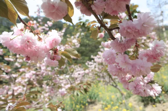 中華櫻花古寨～木蘭清涼寨