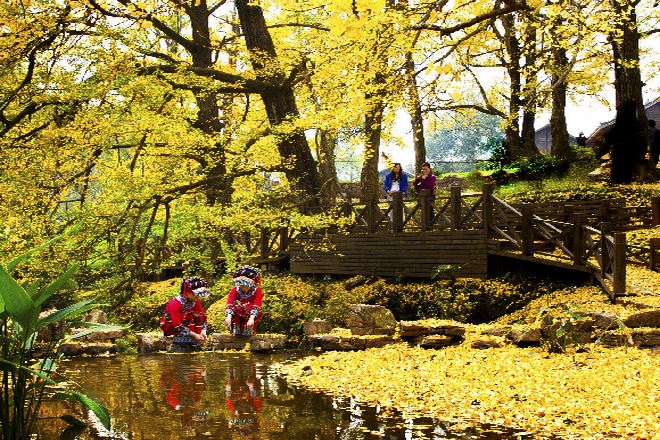 妥樂古銀杏景區
