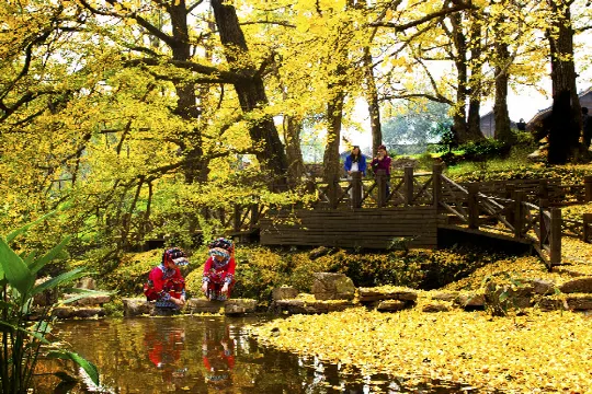 妥樂古銀杏景區