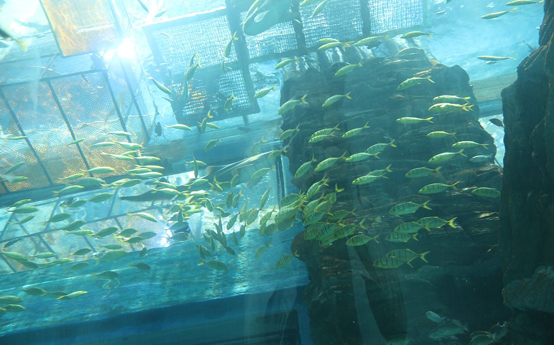 樂從天佑城海洋館