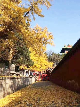 少林寺銀杏