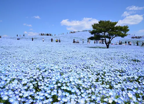日立海濱公園_粉蝶花