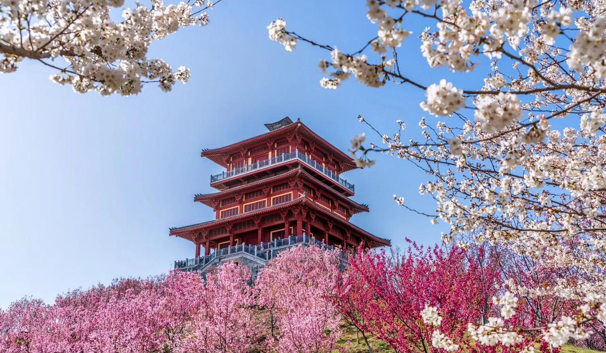 古柏渡豐樂櫻花園