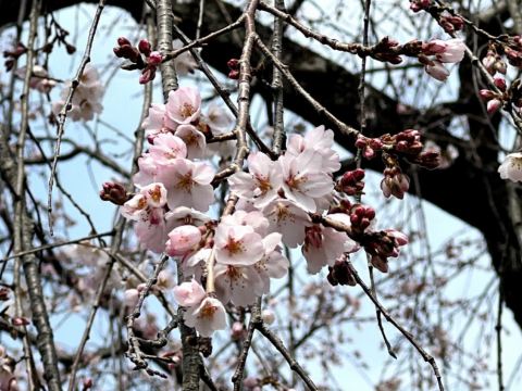 足利花卉公園~櫻花