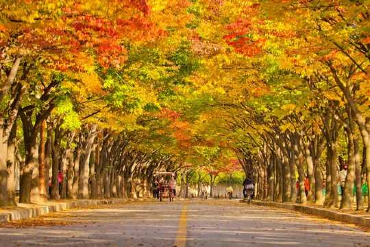 仁川大公園紅葉