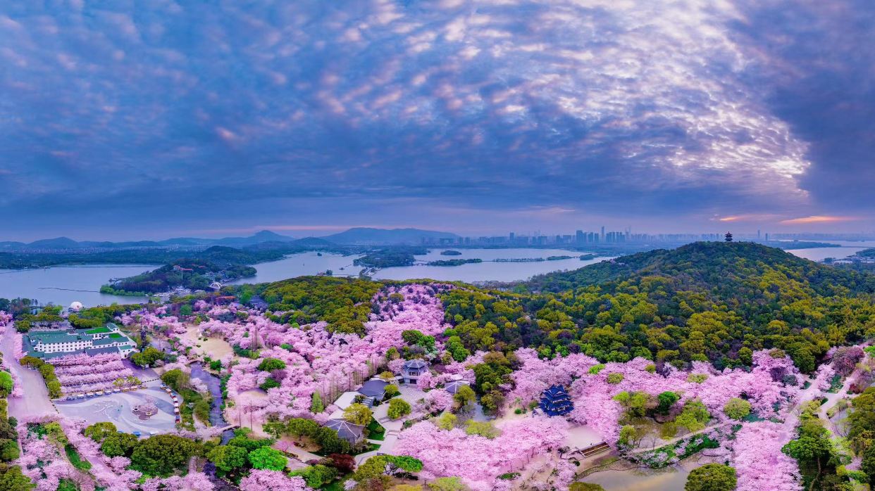 無錫賞櫻勝地黿頭渚賞櫻花