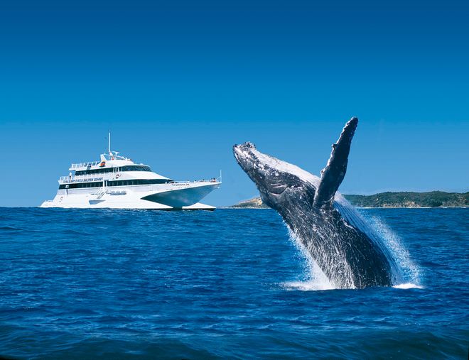 觀鯨之旅