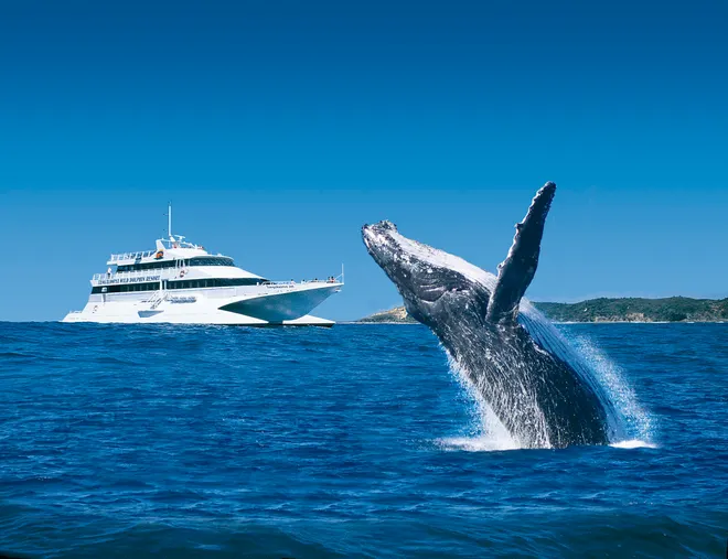 觀鯨之旅