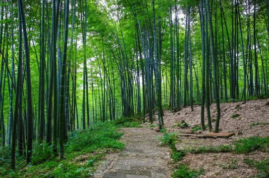 蜀南竹海-翡翠長廊