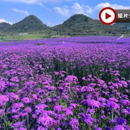 🪻醉美貴州🪻(赤水、安順、遵義、貴陽)6天純玩高鐵團 黃果樹大瀑布、高坡梯田、馬鞭草花海、赤水大瀑布、赤水竹海國家森林公園、湄潭中國茶海、雙河洞國家地質公園、茅台天釀景區、國臺酒廠、甲秀樓夜景
