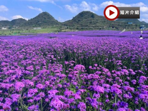 🪻醉美貴州🪻(赤水、安順、遵義、貴陽)6天純玩高鐵團 黃果樹大瀑布、高坡梯田、馬鞭草花海、赤水大瀑布、赤水竹海國家森林公園、湄潭中國茶海、雙河洞國家地質公園、茅台天釀景區、國臺酒廠、甲秀樓夜景