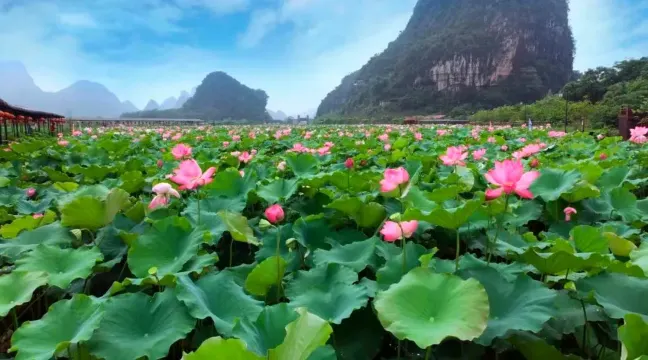 2025年第9屆荷花節