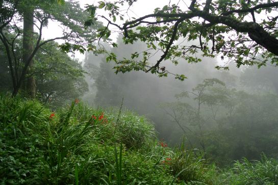 阿里山森林風景區