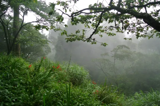 阿里山森林風景區