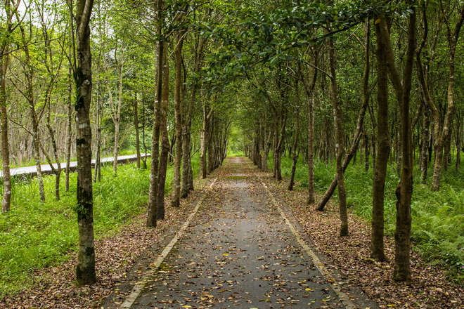 大農大富平地森林園區