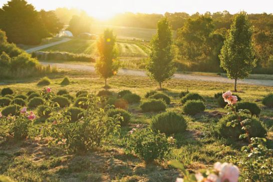 阿得萊德JuliqueFarm