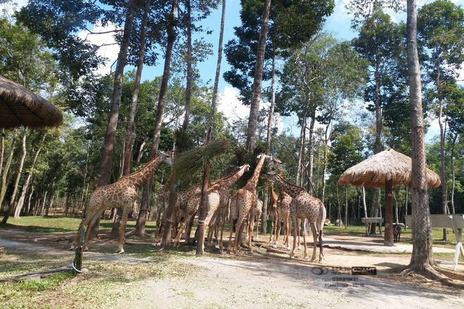 富國島Vinpearl Safari