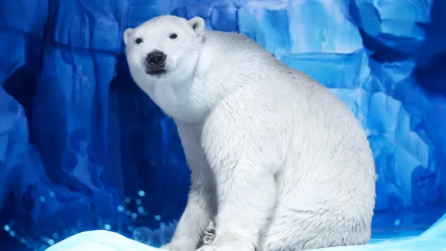 小梅沙海洋世界