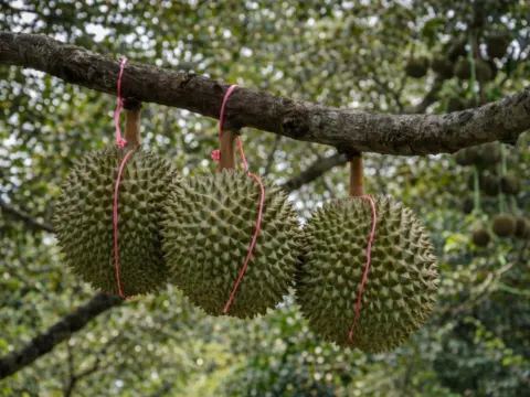8321榴槤園檳城山中果王