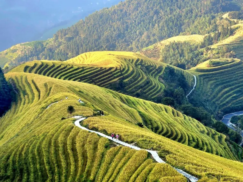 龍脊梯田